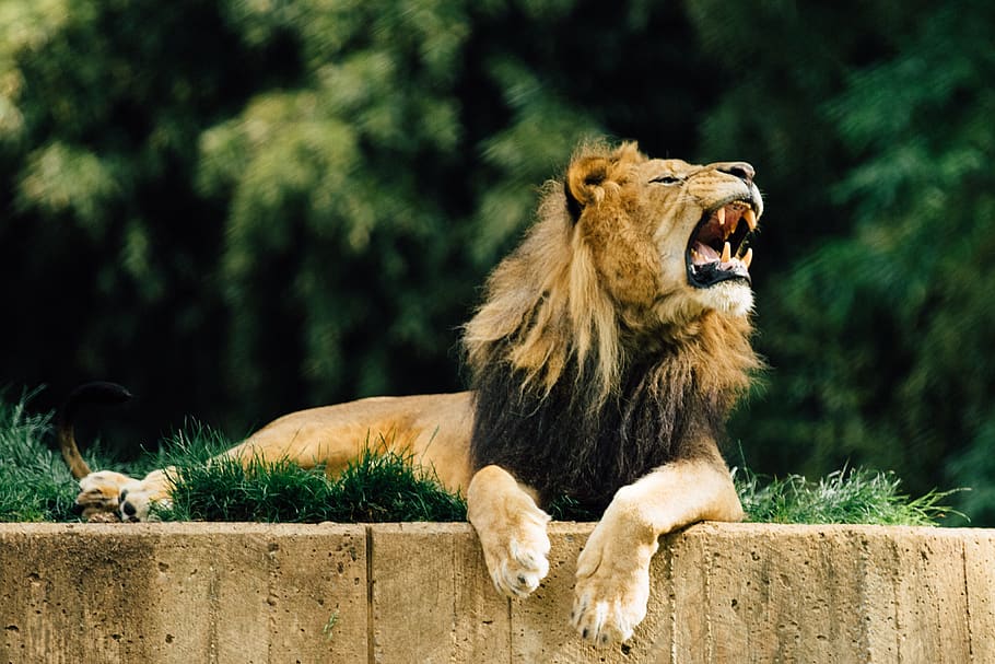 lion, zoo, animal, male, safari, lioness, wildcat, fur, growl, HD wallpaper