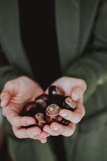 Photo of Person Holding Chestnuts, hands, object, human hand HD wallpaper