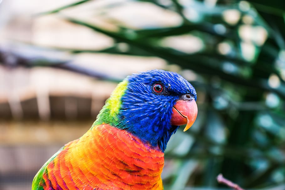 bird, nature, plumage, feather, animal world, colorful, animal themes HD wallpaper