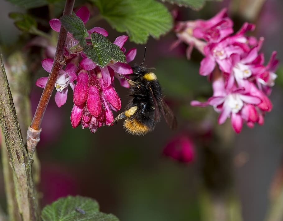 nature, hummel, pollination, close up, nectar, zierjohannisbeer flowering HD wallpaper