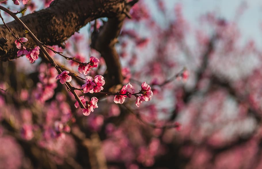 pink petaled flower, plant, tree, flowering plant, growth, beauty in nature HD wallpaper