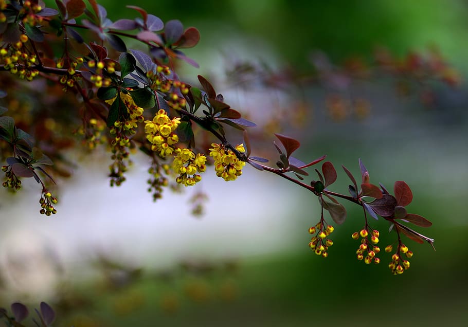 flower, yellow, tree, spring, plants, beauty in nature, growth HD wallpaper
