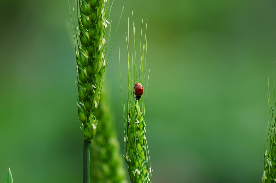 ladybugs, wheat, biodiversity, nature, insect, agriculture, HD wallpaper