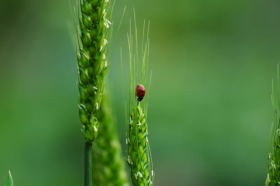 ladybugs, wheat, biodiversity, nature, insect, agriculture HD wallpaper