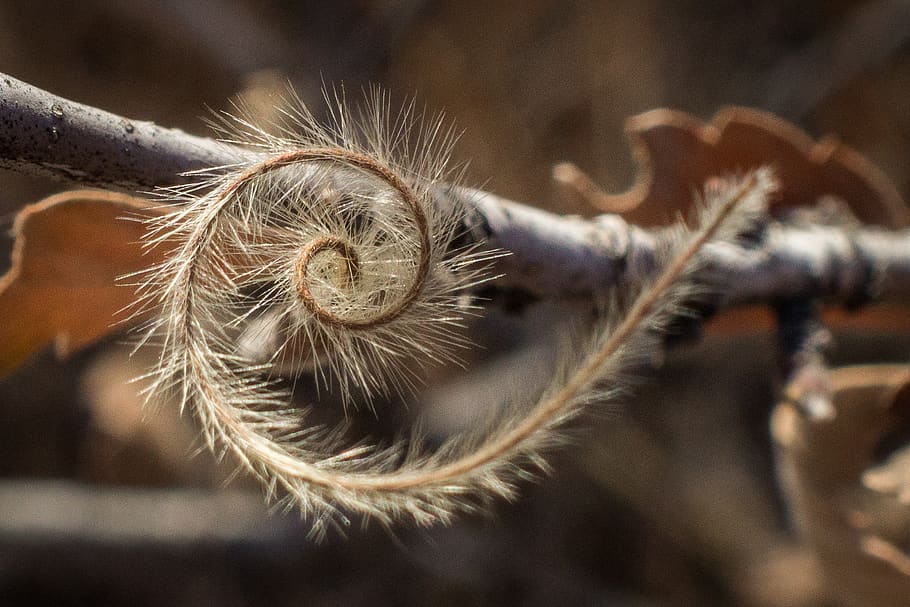 swirl, grass, hairy, texture, fuzzy, brown, close-up, focus on foreground HD wallpaper