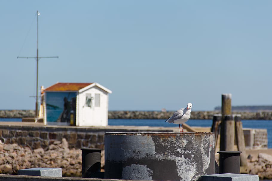 germany, rostock, warnemünde, bird, vertebrate, animal themes HD wallpaper