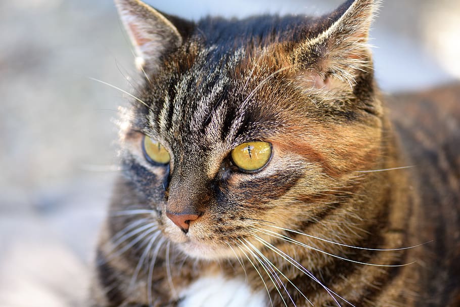 cat, mackerel, pet, animal, domestic cat, fur, view, close up HD wallpaper