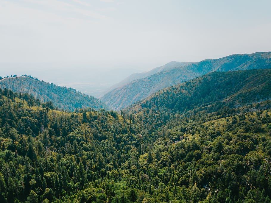 tree covered slopes, nature, outdoors, mountain, plant, fir, abies HD wallpaper