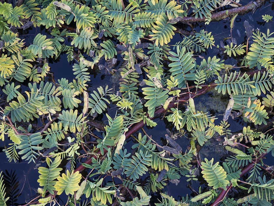 Leaves in a Pond, Macro, Nature, Textures, repetition, water HD wallpaper