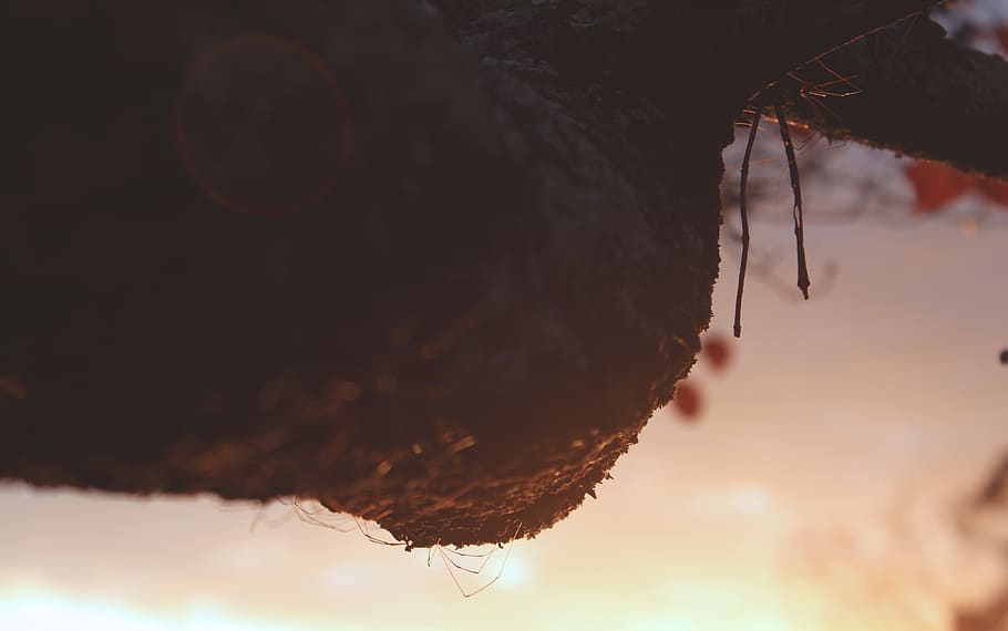 united states, mcintyre, granddaddy, tree, long legs, sunset HD wallpaper