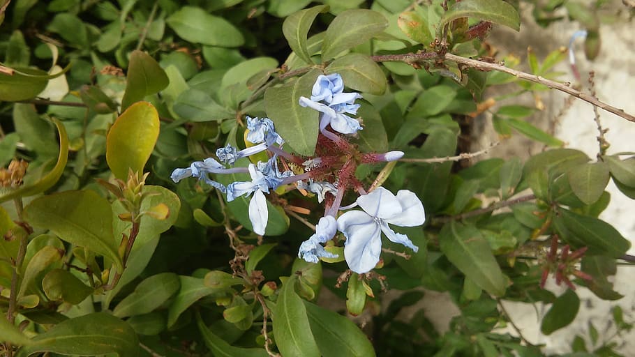 flowers, plant, growth, flowering plant, beauty in nature, plant part HD wallpaper