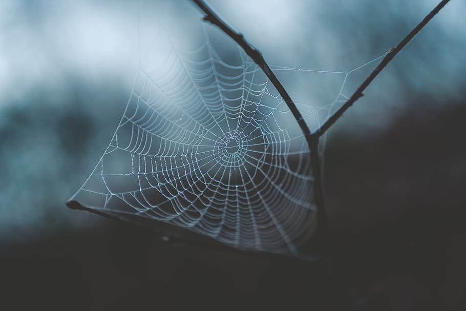 white cobweb, spider web, fragility, vulnerability, close-up HD wallpaper
