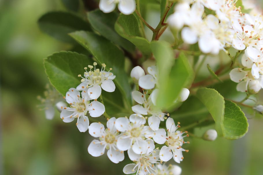 blossom, flowers, spring, botany, fresh, wallpaper, flowering plant HD wallpaper