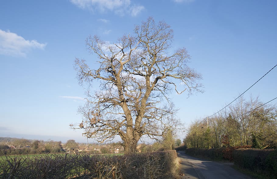 uk, gloucester, the tree, sky, plant, tranquility, beauty in nature HD wallpaper