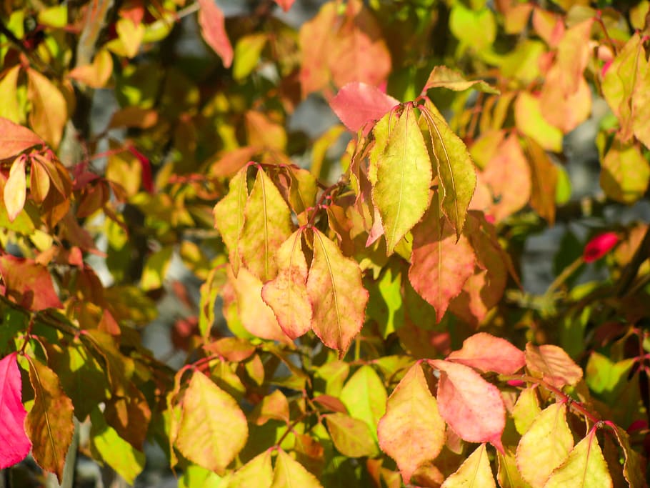 Leaves, Macro, Nature, fall, fall leaves, orange, red, yellow HD wallpaper