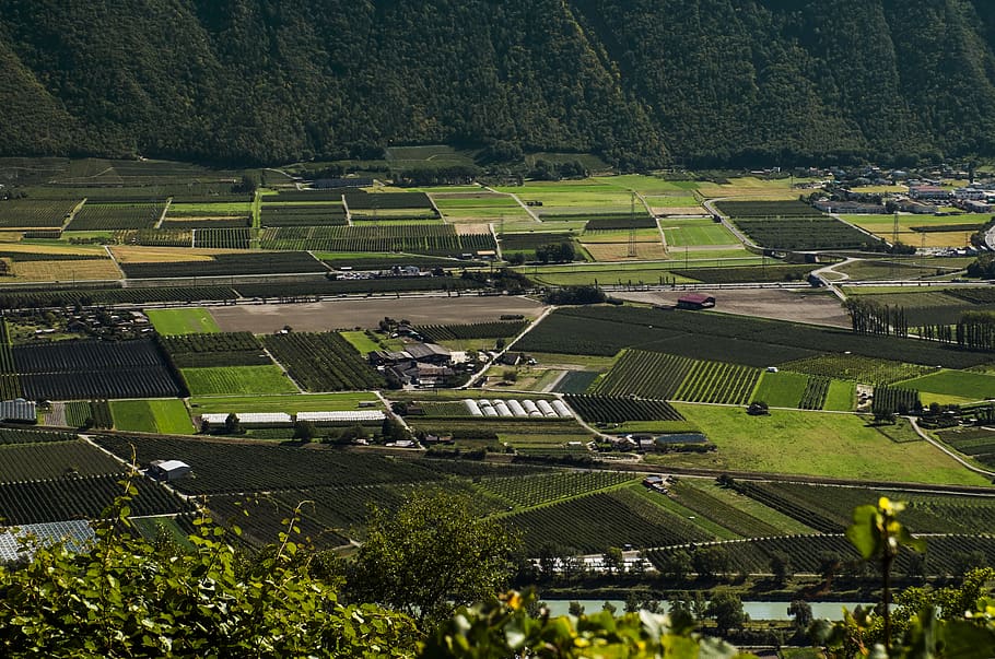 peach, field, suisse, mountain, up, flyview, agriculture, fully, HD wallpaper