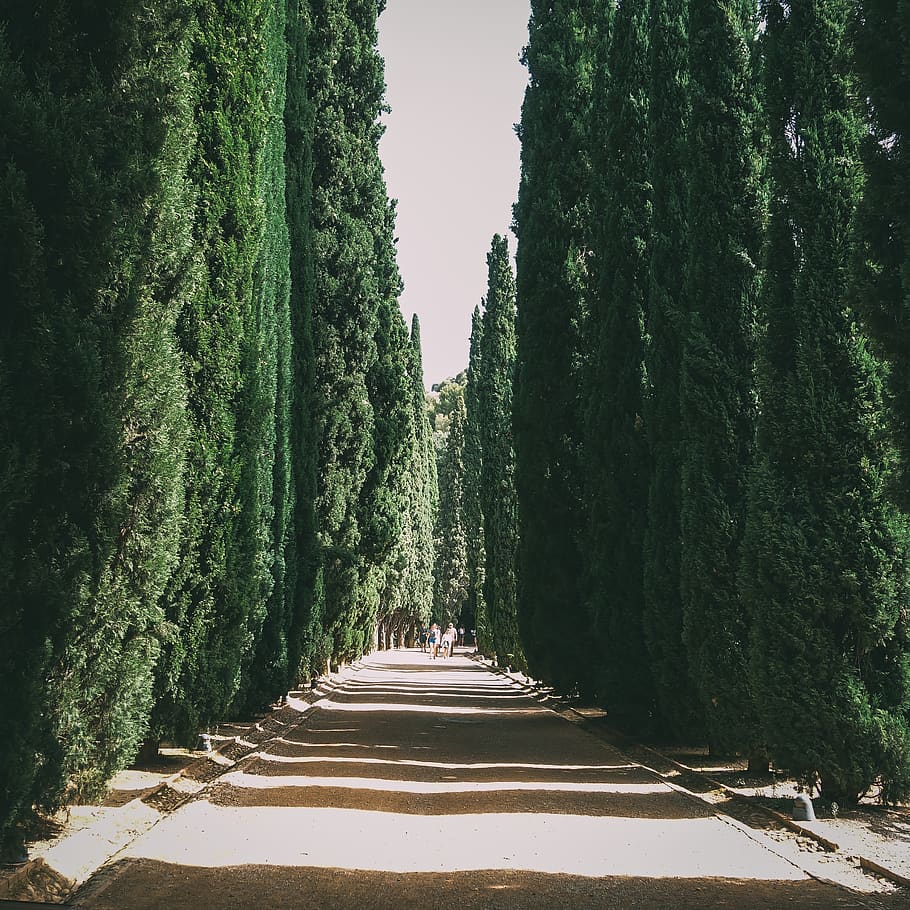 Path In Between Green Trees , conifer, environment, lane, park HD wallpaper