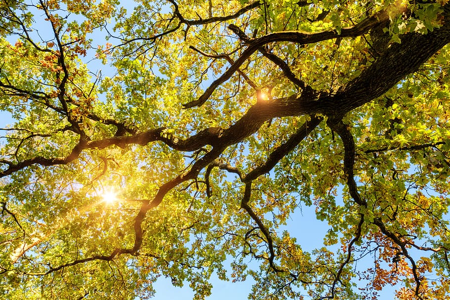 oak, tree, leaves, autumn, sun, sunbeam, light, colorful, aesthetic HD wallpaper