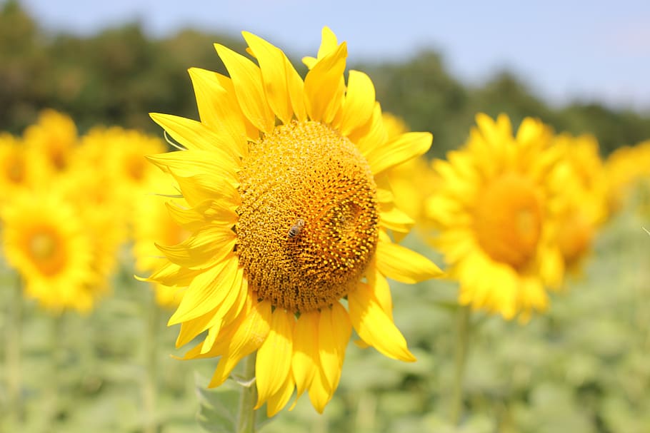 sunflower, bloom, nature, summer, yellow, plant, close, flora HD wallpaper