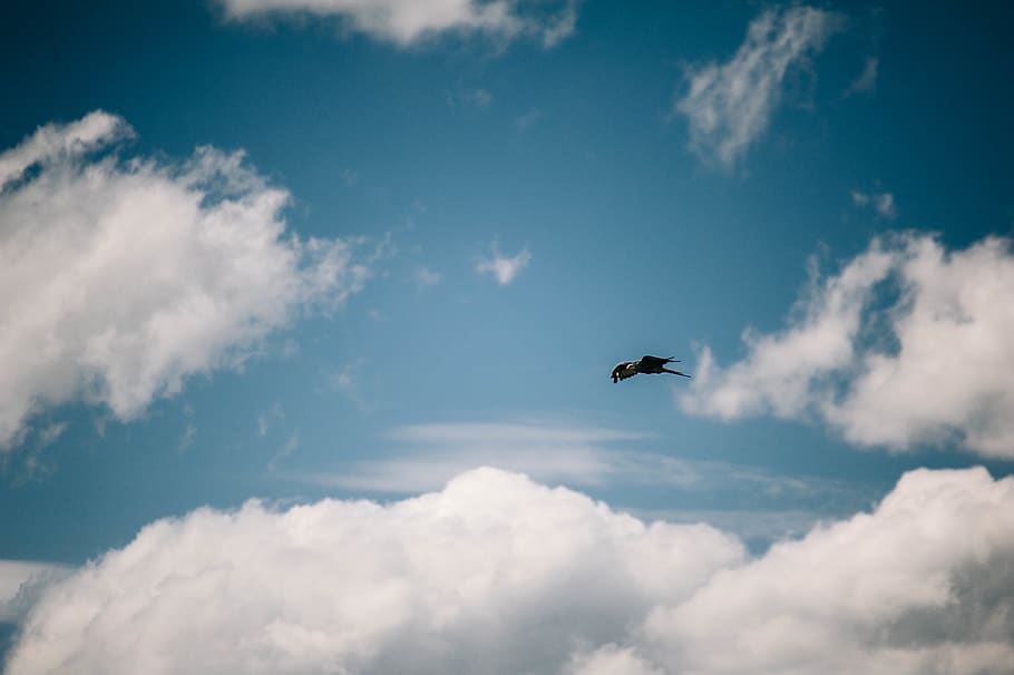 bird, sky, fly, air, breeze, open, blue, clouds, cloud - sky HD wallpaper