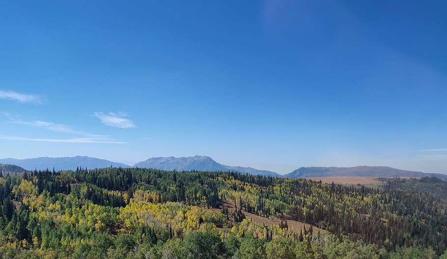 trees, forest, green, utah, america, us, west, blue, sky, summer HD wallpaper