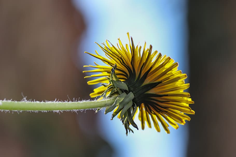 dandelion, blossom, bloom, flower, yellow, plant, below, ascending HD wallpaper