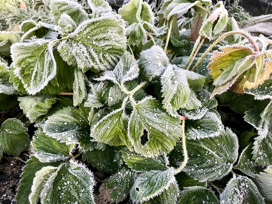 cold temperature, winter, leaf, snow, plant part, green color HD wallpaper