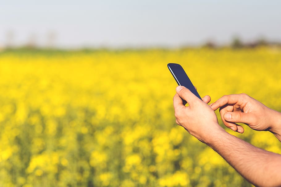 mobile, smartphone, hands, man, yellow, flowers, field, technology HD wallpaper