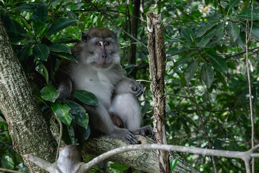 singapore, sungei buloh wetland reserve, greenery, macaque, HD wallpaper