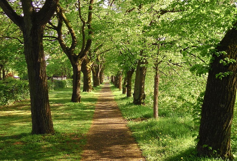 spring, avenue, trees, plant, direction, growth, the way forward HD wallpaper
