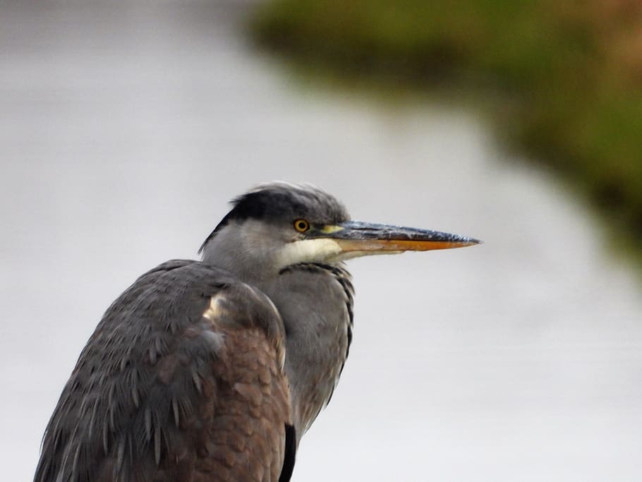 blue heron, herons, roeipotigen, animal themes, bird, one animal HD wallpaper