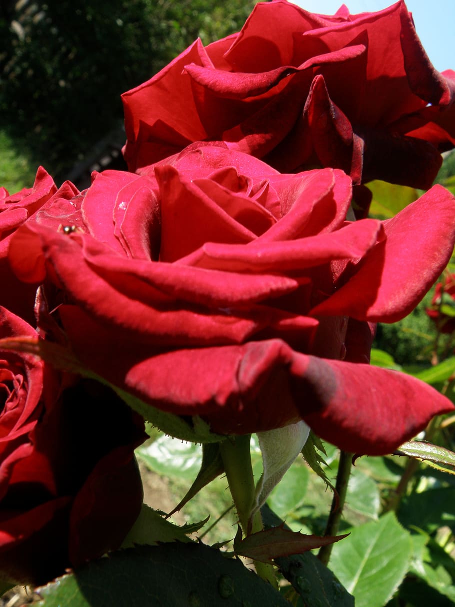 rose, flower, bloom, love, plant, nature, pink, roses, garden HD wallpaper