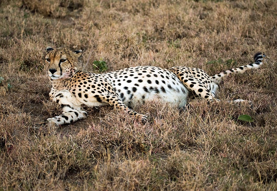 cheetah lying on brown grass, big cat, mammal, feline, animal HD wallpaper