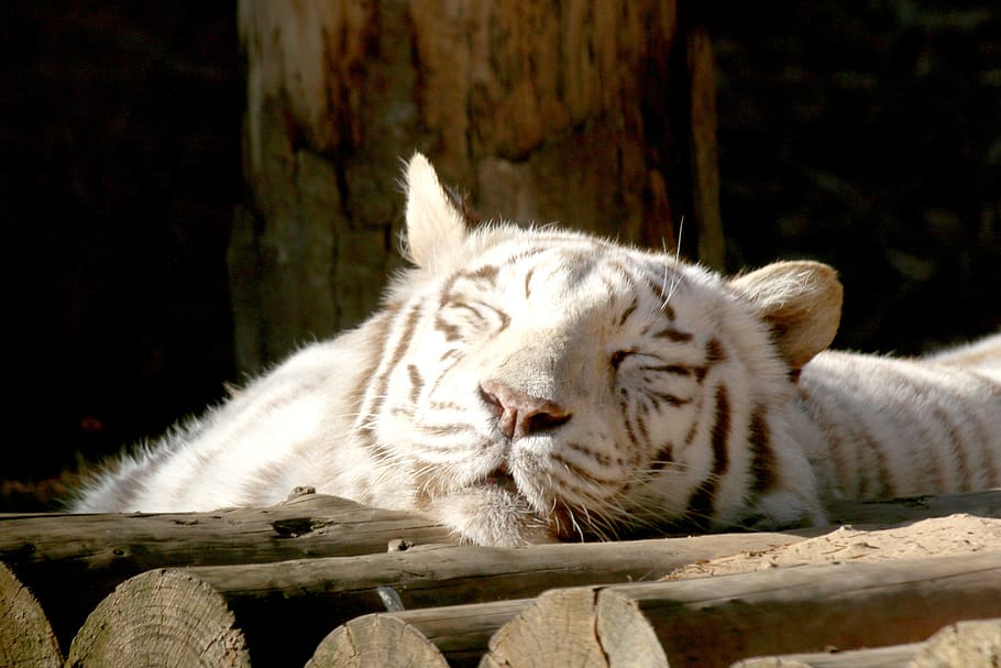 backhoe, tiger, siesta, park, zoo, animal, white tiger, mammal, HD wallpaper