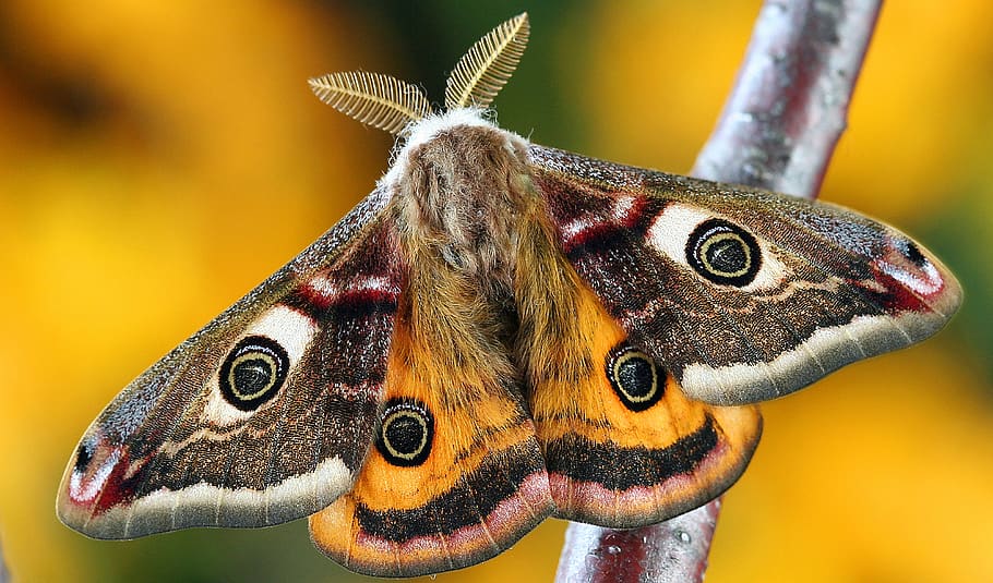 White Brown and Orange Moth, butterfly, close-up, insect, macro HD wallpaper