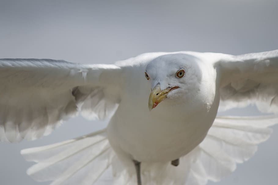 seagull, flying, flight, white, wings, sky, soaring, bird, animal themes HD wallpaper
