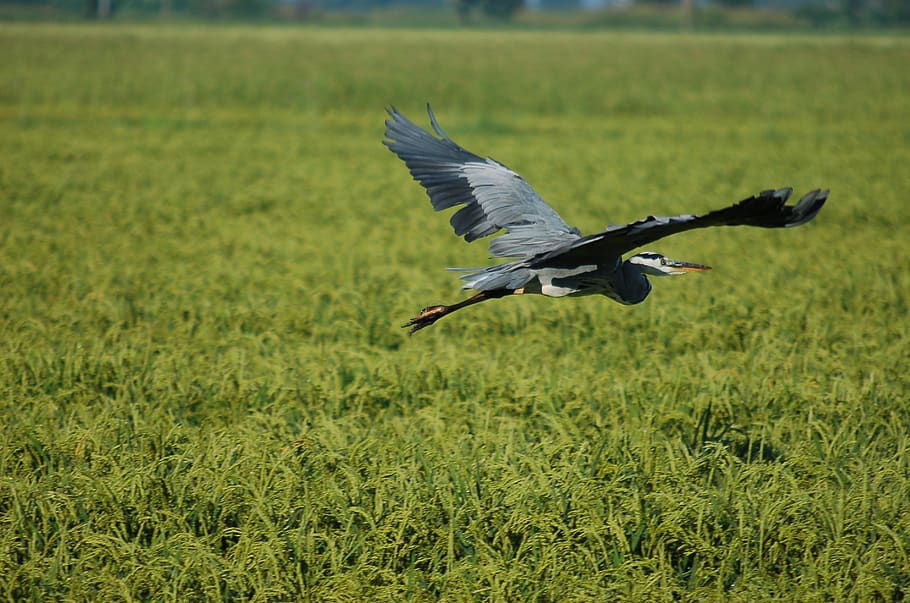 gray heron, ali, flight, bird, fly, flying, animal wildlife HD wallpaper