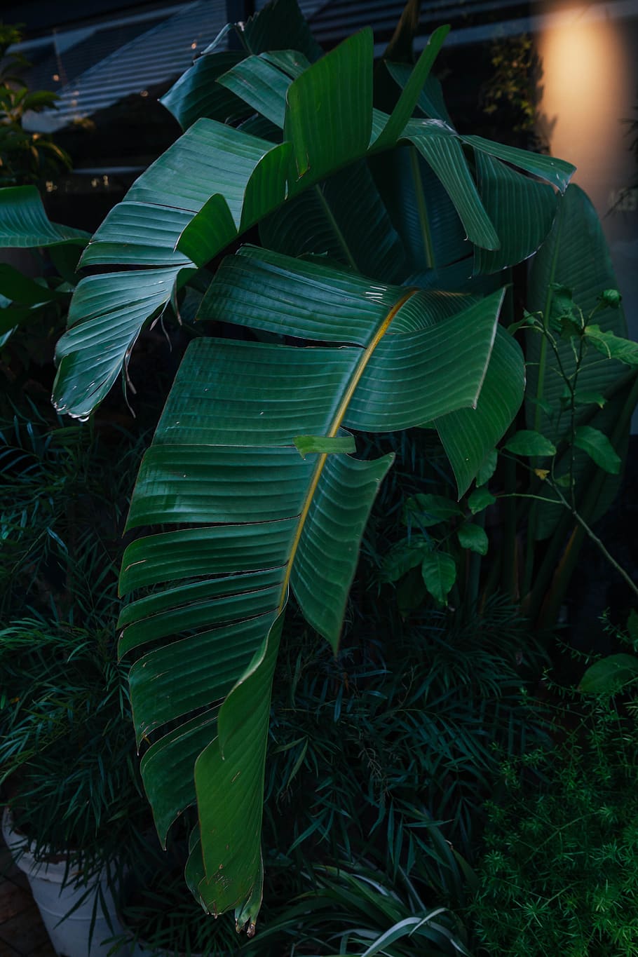 leaf, green color, plant part, growth, nature, no people, beauty in nature HD wallpaper