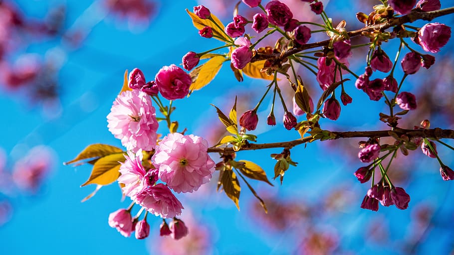 cherry, spring, pink, tree, nature, flowers, color, the smell of HD wallpaper