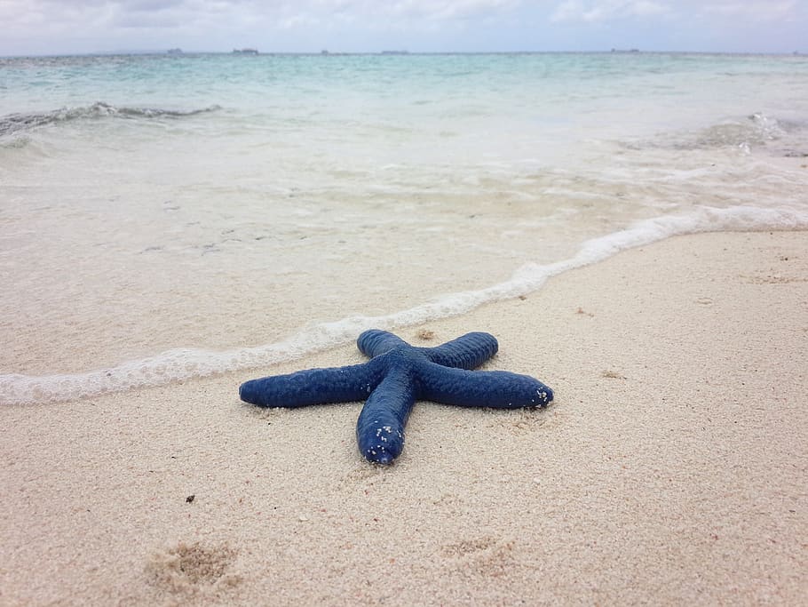 blue, starfish, beach, land, sea, sand, water, nature, no people HD wallpaper