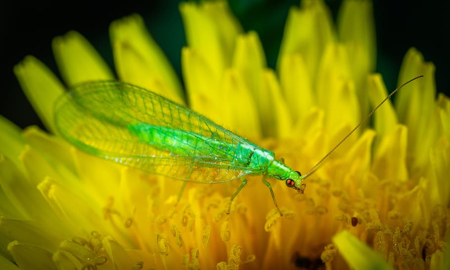 zlatovlaska, insect, macro, flower, plant, animal, flowering plant HD wallpaper