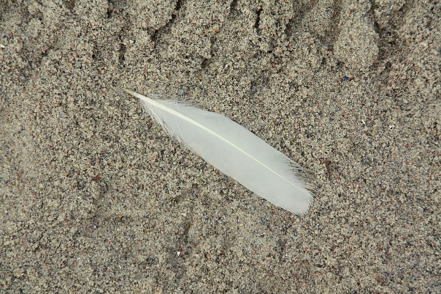 feather, sand, beach, photo book, background, bird, nature HD wallpaper