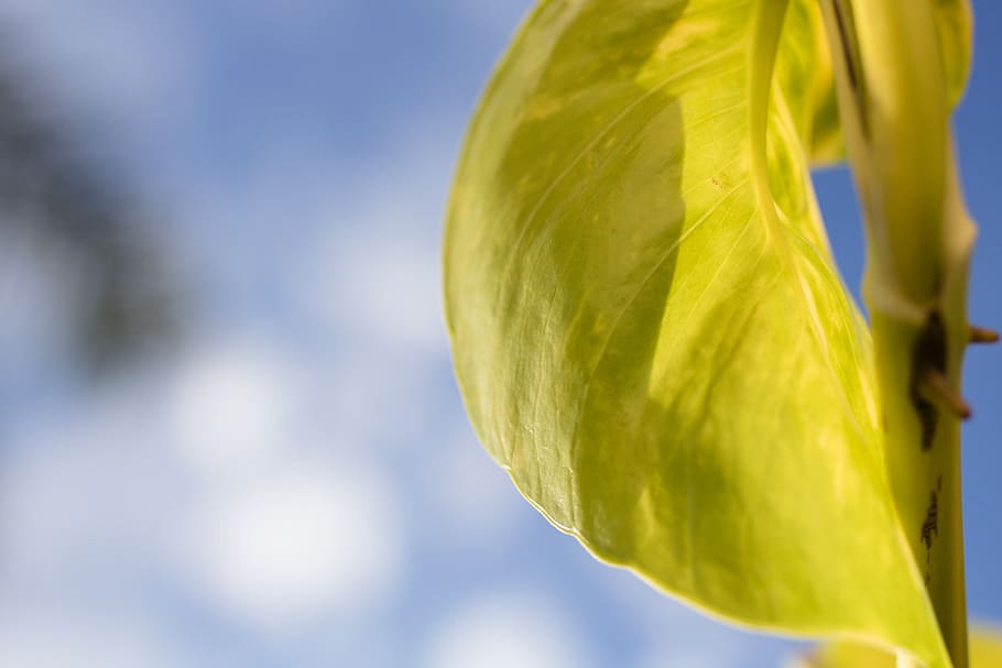 leaf, zoom, macro, light, sky, blue sky, wallpaper, yellow HD wallpaper