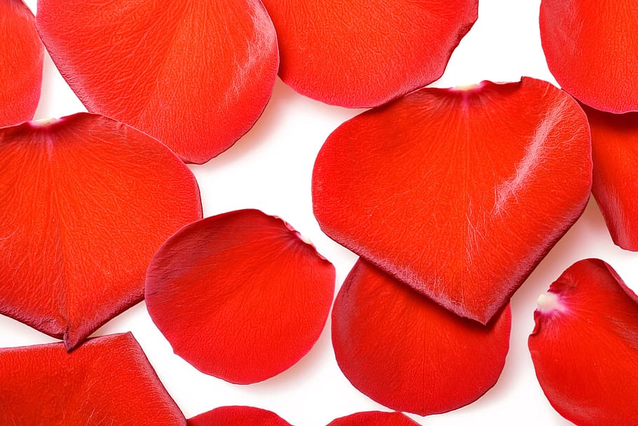 flower, fresh, gift, isolated, petals, photo, red, romance HD wallpaper