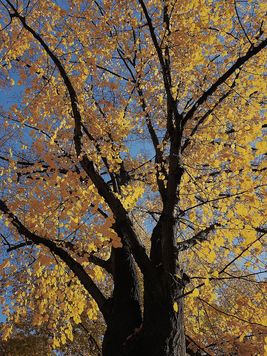 germany, berlin, wrangelstraße 37, tree, autumn, plant, branch HD wallpaper