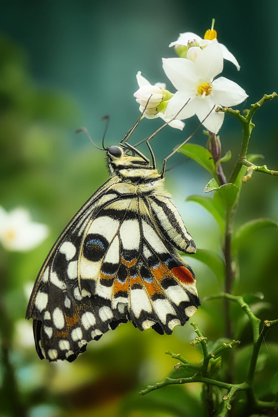 butterfly, insect, nature, wing, animal, close up, flight insect HD wallpaper
