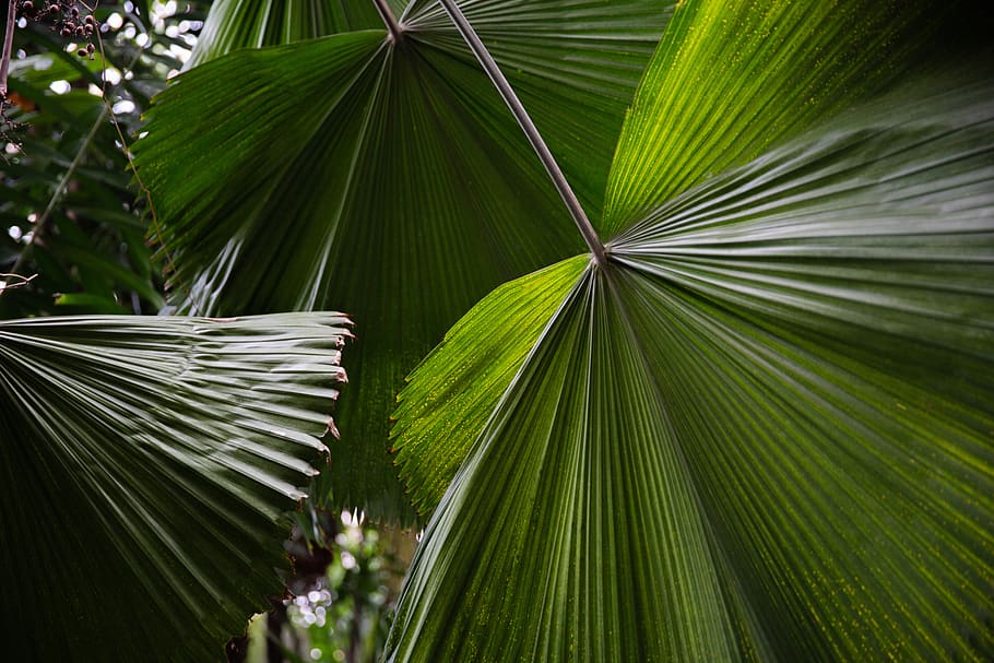 plant, leaf, green, tree, vegetation, palm tree, arecaceae HD wallpaper