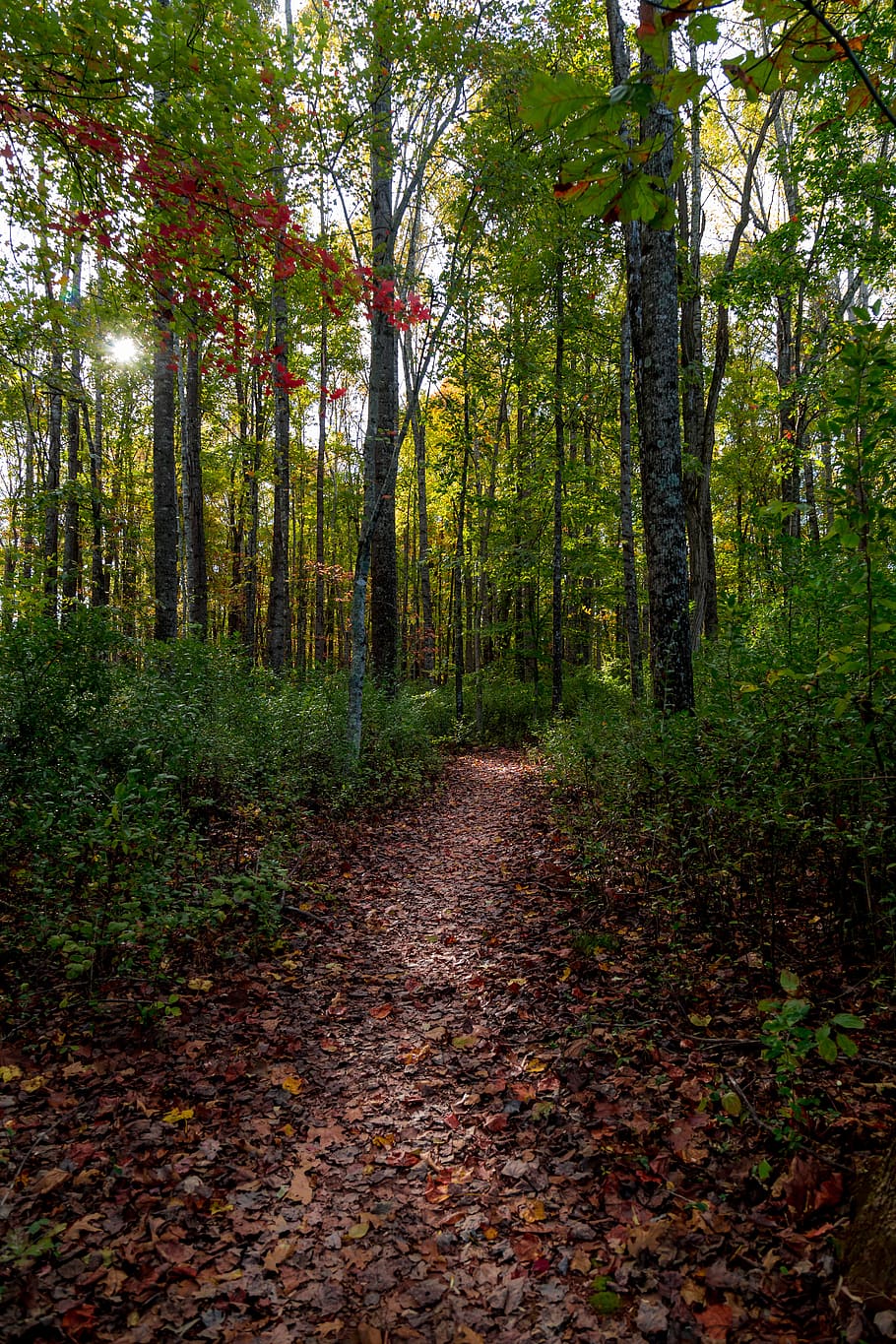 trees, forest, path, trail, park, woods, lost, nature, autumn, HD wallpaper