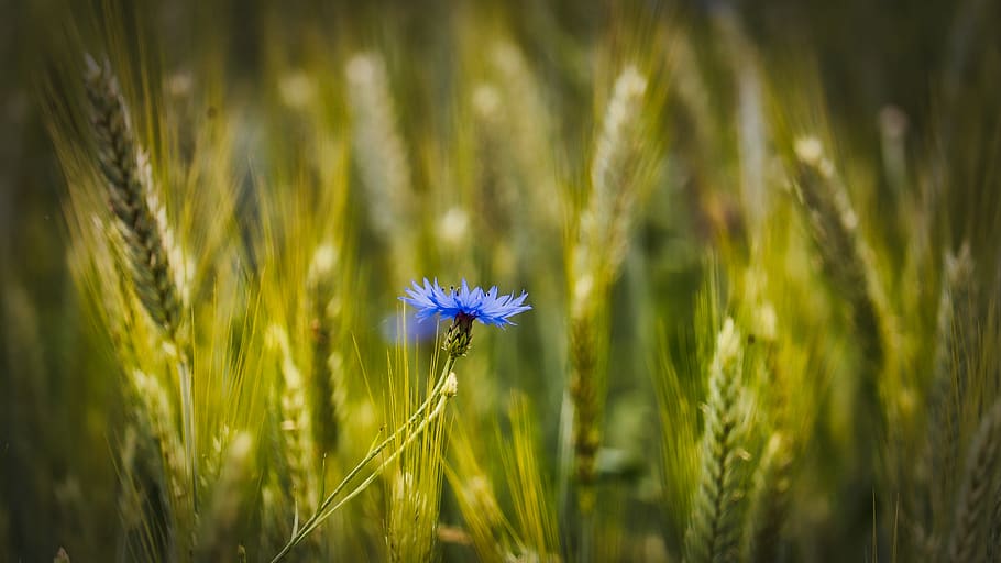 wheat, cornflower, wheat field, summer, agriculture, cereals HD wallpaper