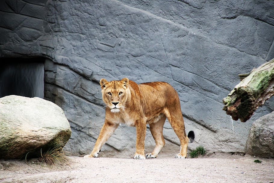 brown lioness, wildlife, animal, mammal, tierpark hagenbeck, germany HD wallpaper